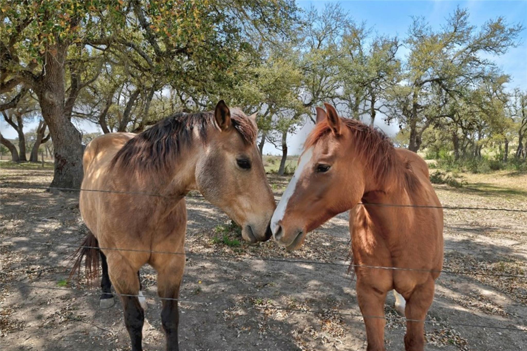 1655 N Walnut Springs Rd, Johnson City, TX 78636