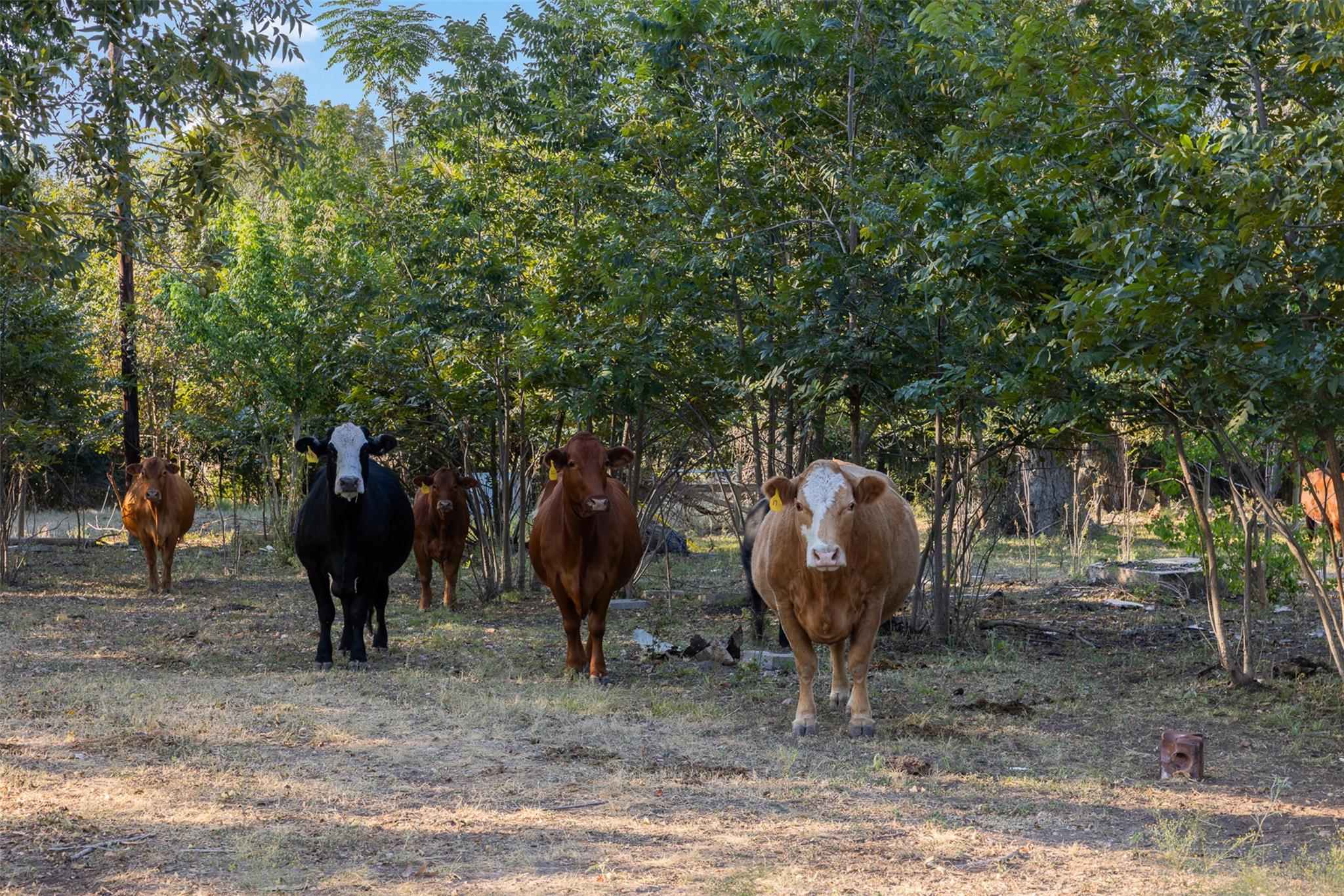 217 Robin Ranch Rd, Lockhart, TX 78644