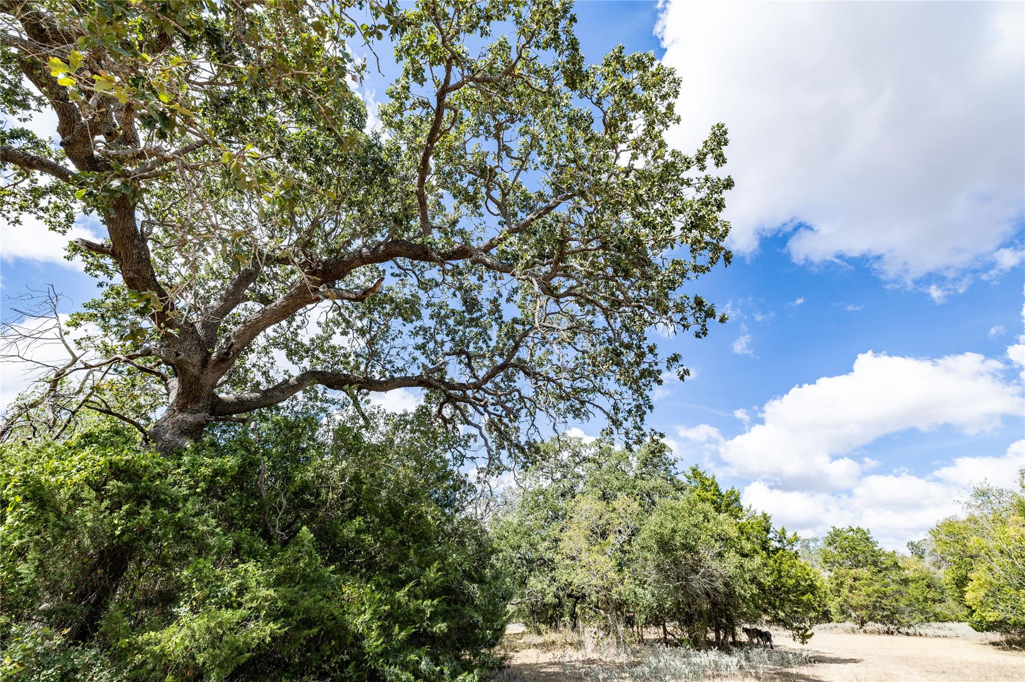 1350 Cattlemens Row, Lockhart, TX 78644