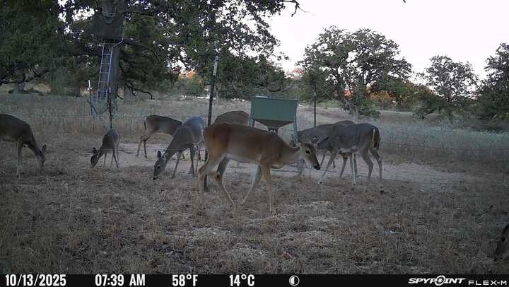 TBD Nash Creek Rd, Kingsbury, TX 78638