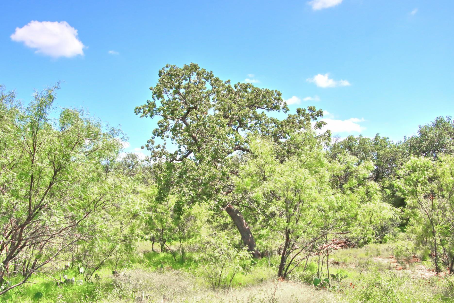 TBD CR 110 Rd, Burnet, TX 78611