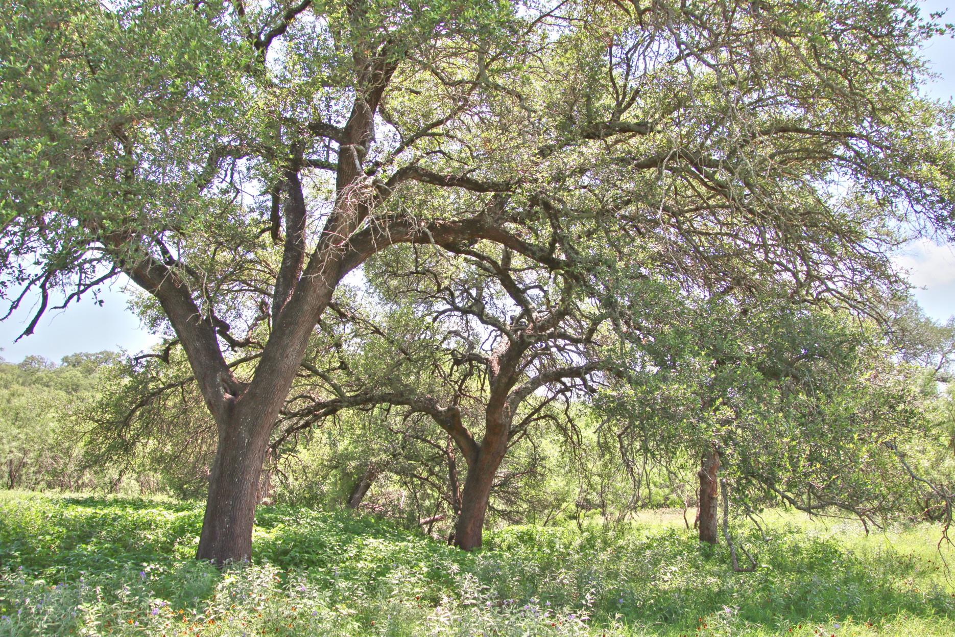 TBD CR 110 Rd, Burnet, TX 78611