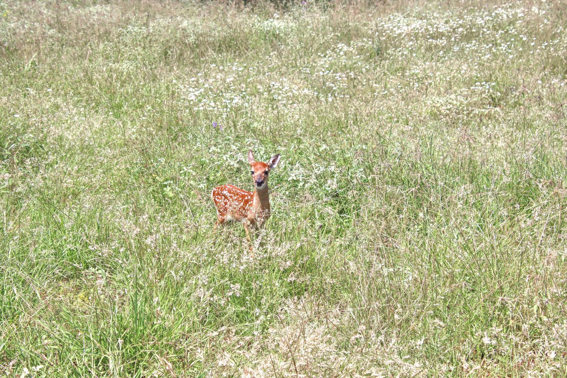 TBD CR 110 Rd, Burnet, TX 78611