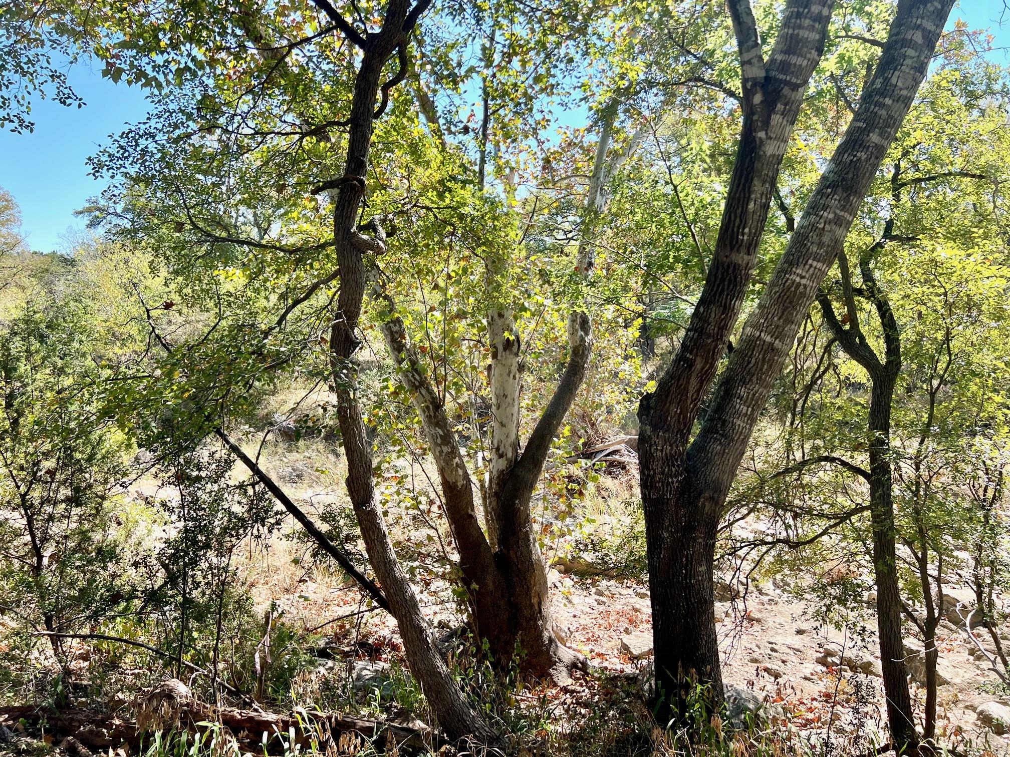 1366-E Narrows Rd, Blanco, TX 78606