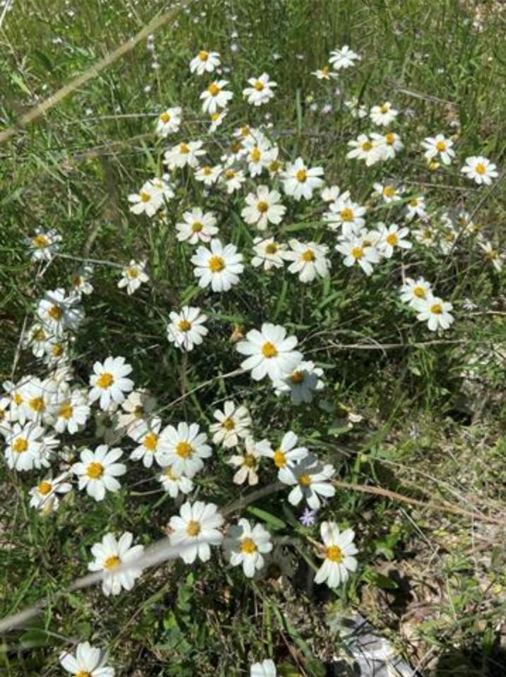 20601 Oxbow Trl, Lago Vista, TX 78645