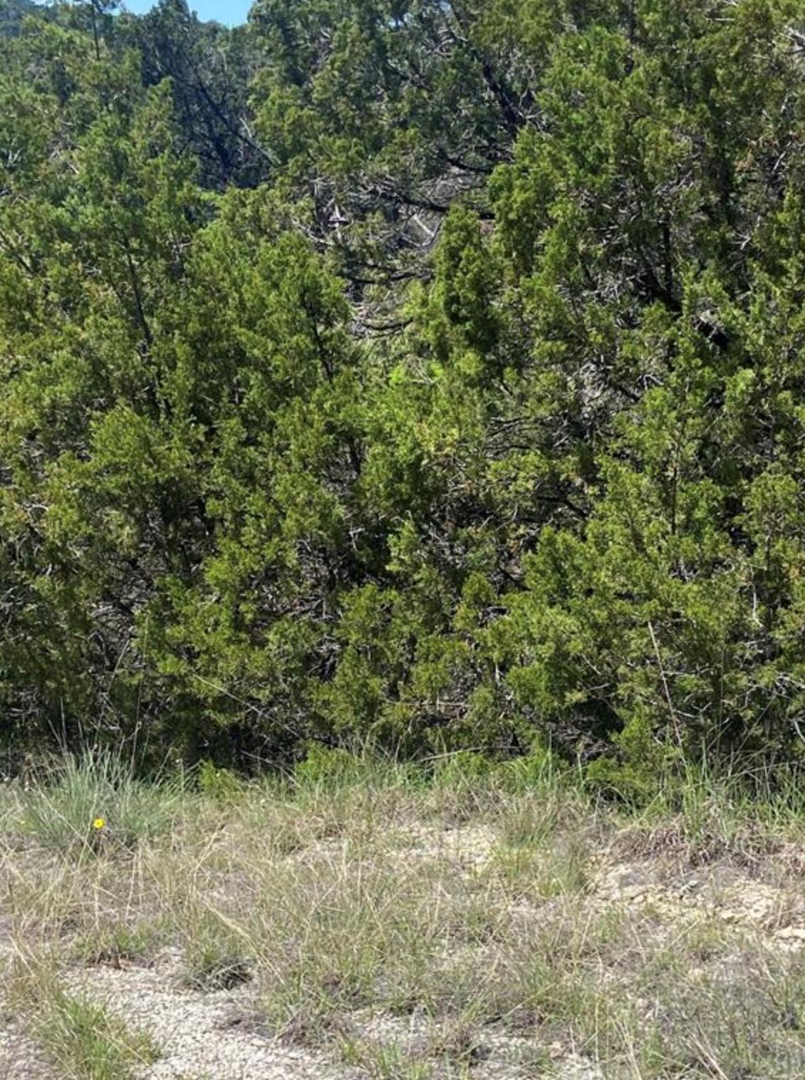 9302 Timber Trl, Lago Vista, TX 78645