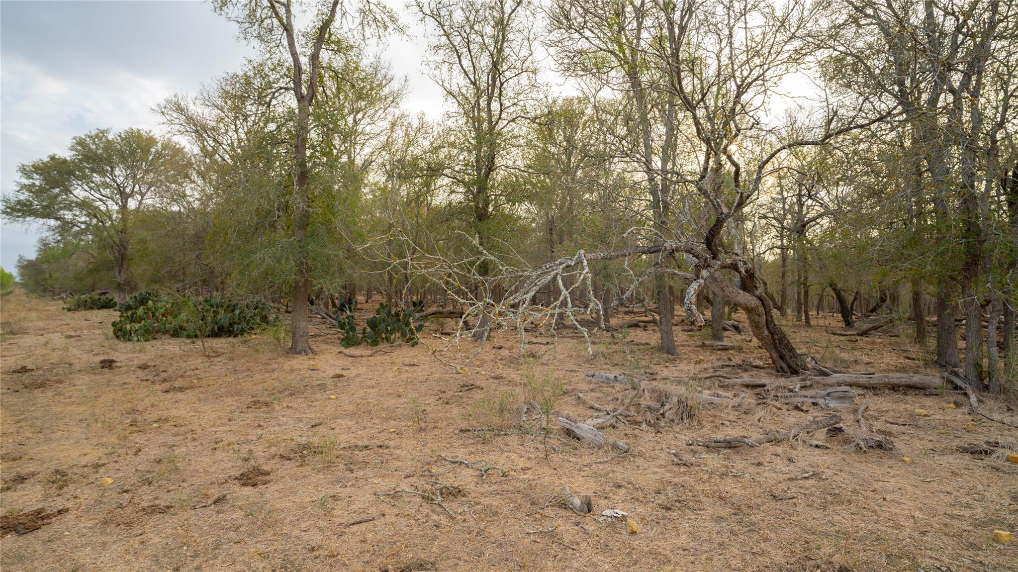 3980 (Tract 5) Fm 3158, Dale, TX 78616