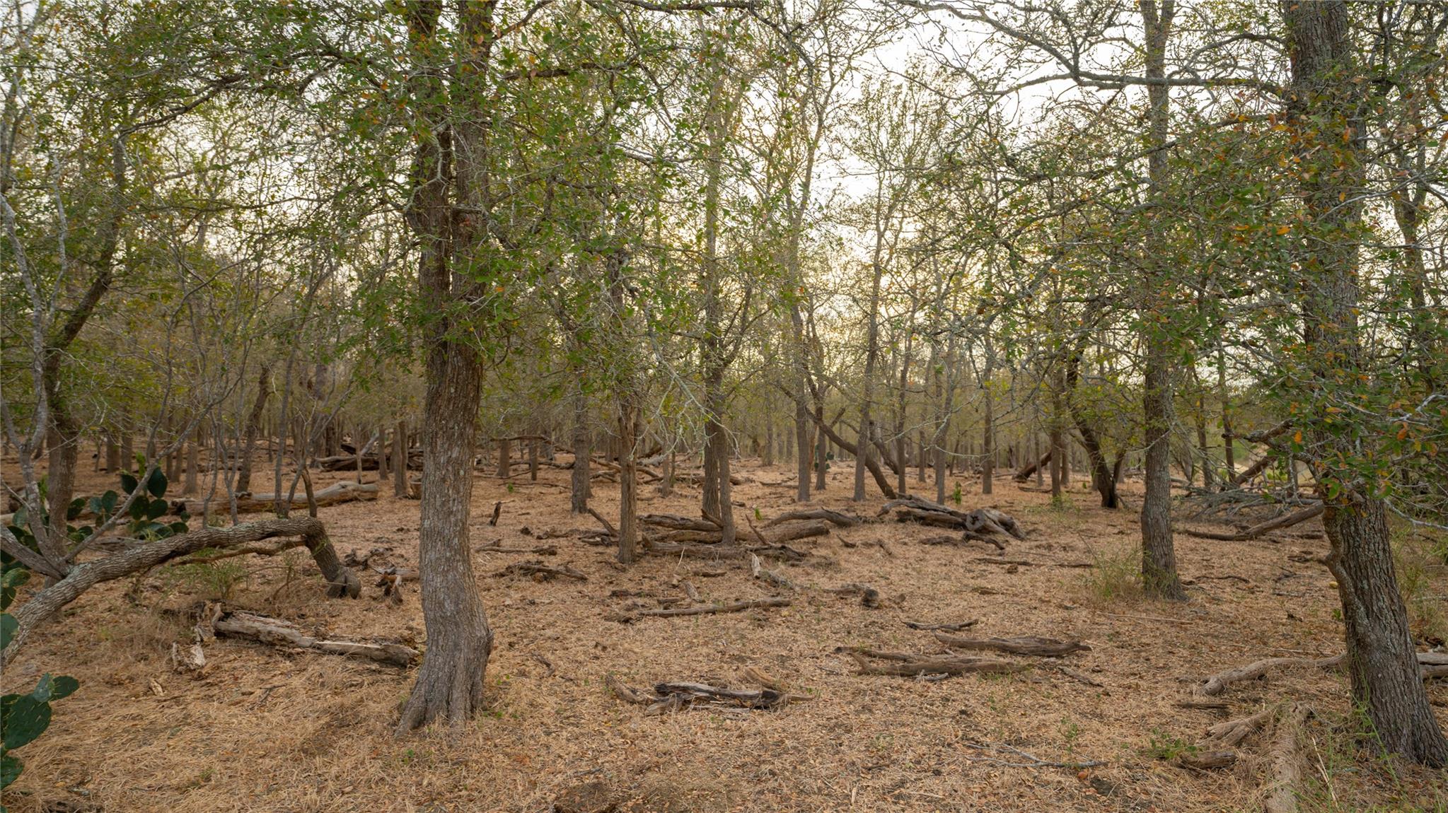 3980 (Tract 5) Fm 3158, Dale, TX 78616