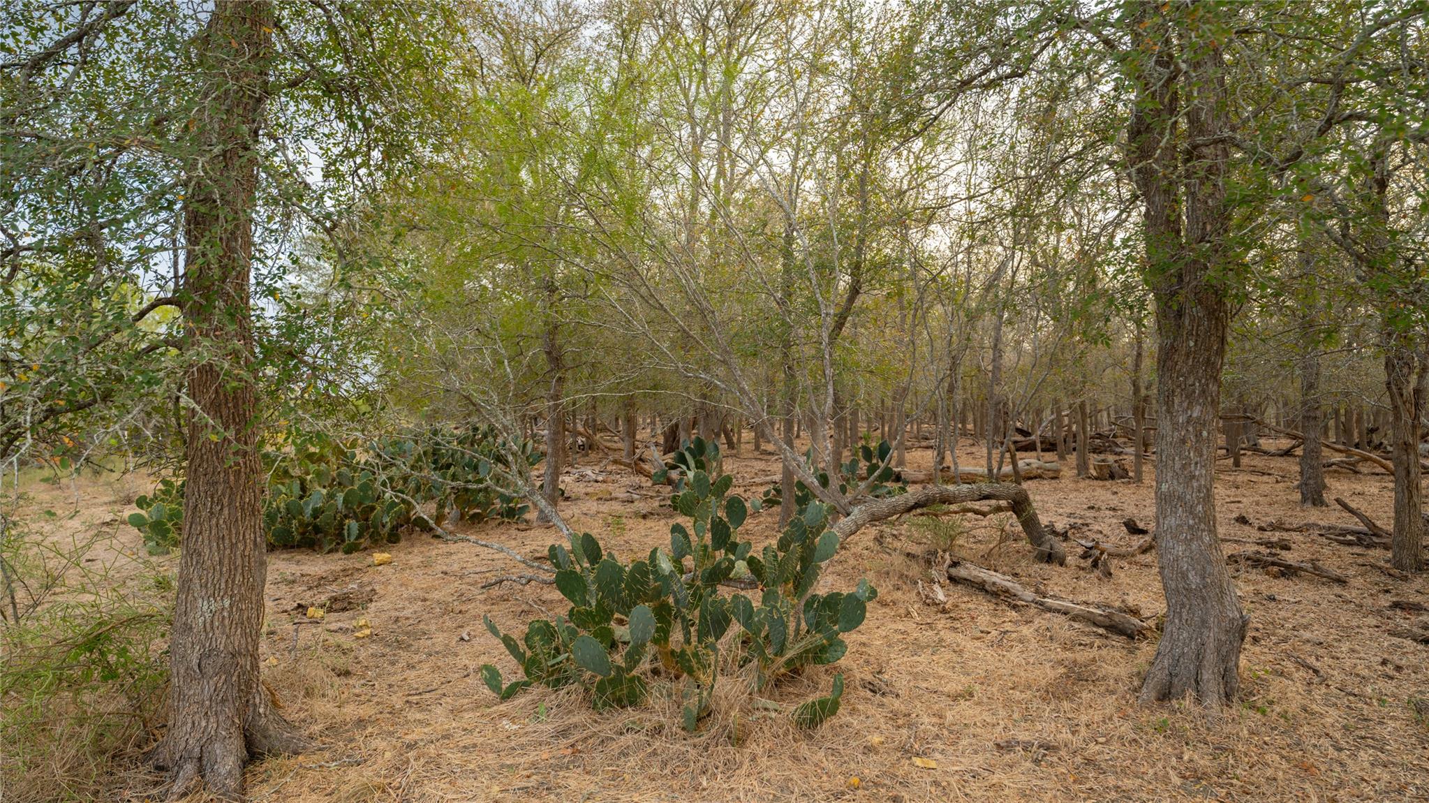 3980 (Tract 5) Fm 3158, Dale, TX 78616