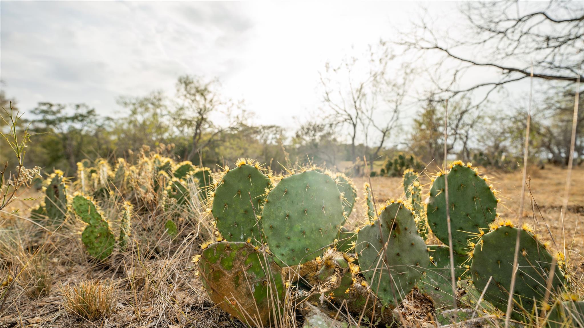 3980 (Tract 5) Fm 3158, Dale, TX 78616