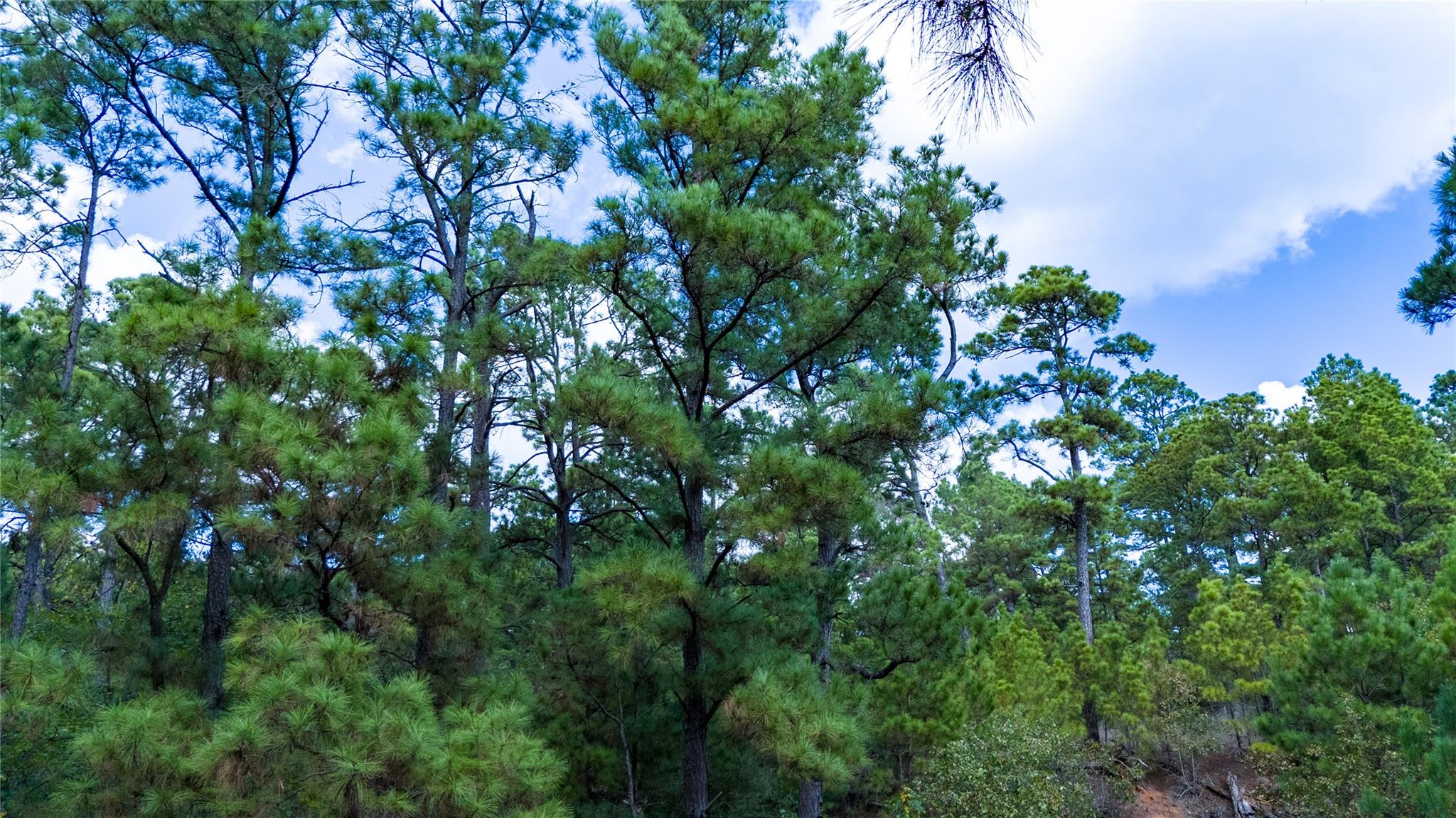 LOT 1447 Koae Ct, Bastrop, TX 78602