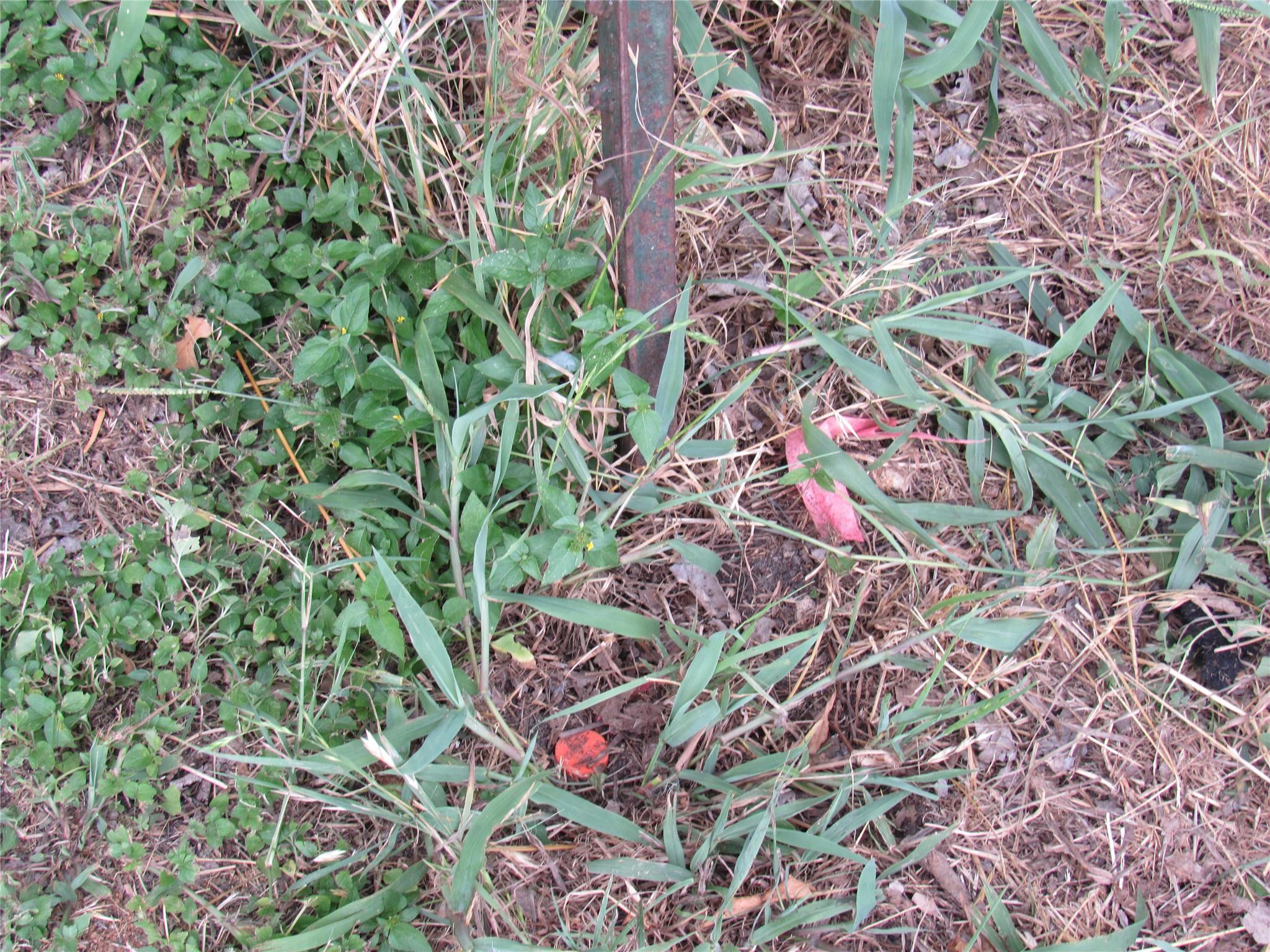 210 E E Carrie Manor Rd, Manor, TX 78653