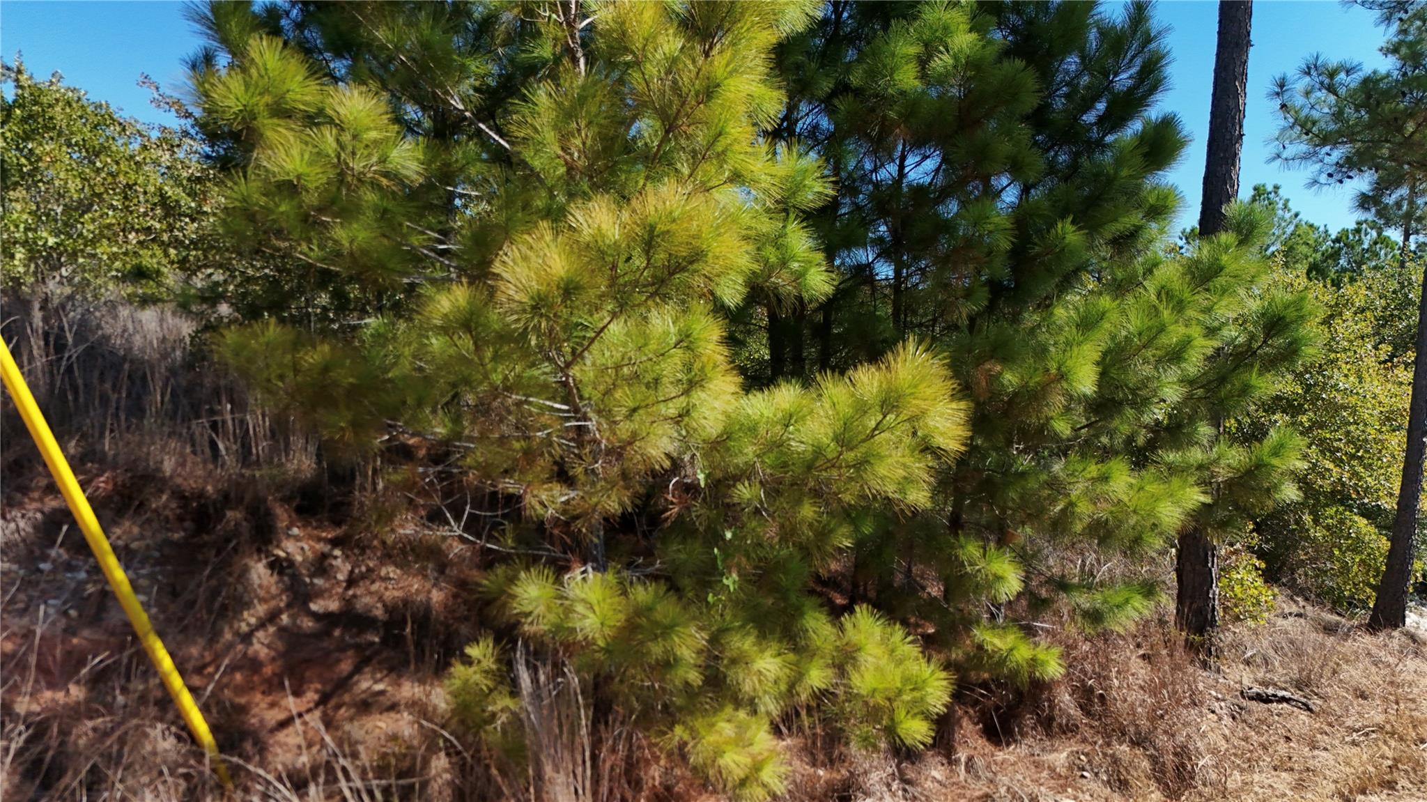 TBD Aloha Ln, Bastrop, TX 78602