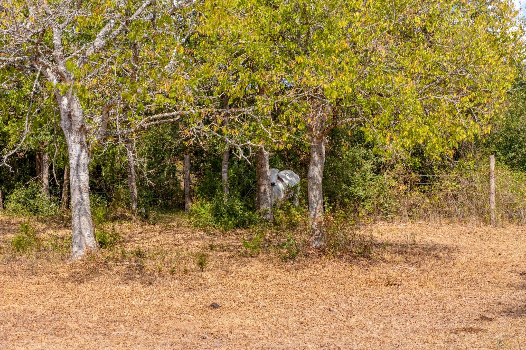 1901 E State Highway 21 # B, Paige, TX 78659