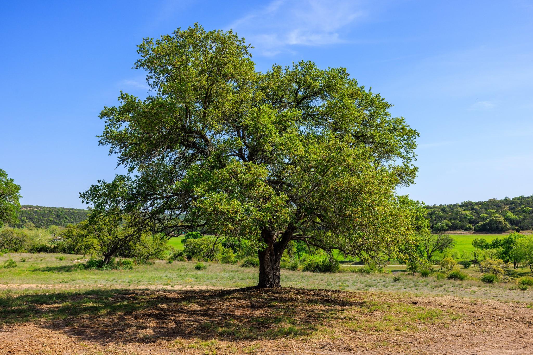 Lot 2 Byrd Ranch Rd, Johnson City, TX 78636
