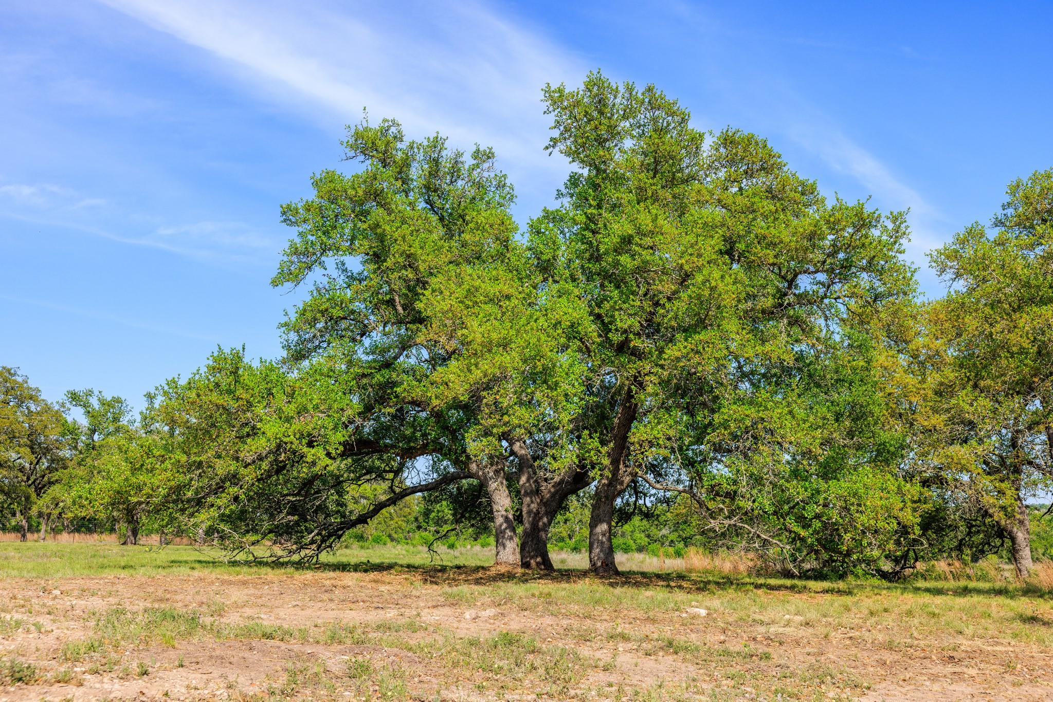 Lot 2 Byrd Ranch Rd, Johnson City, TX 78636