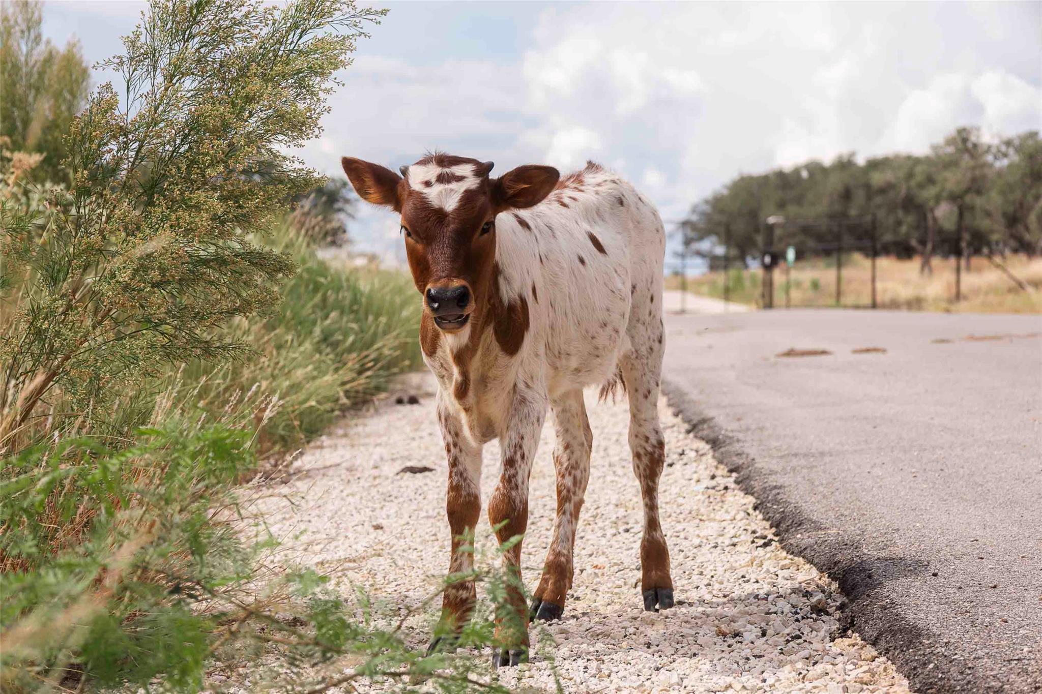 3958 Bandera Highway, Kerrville, TX 78028