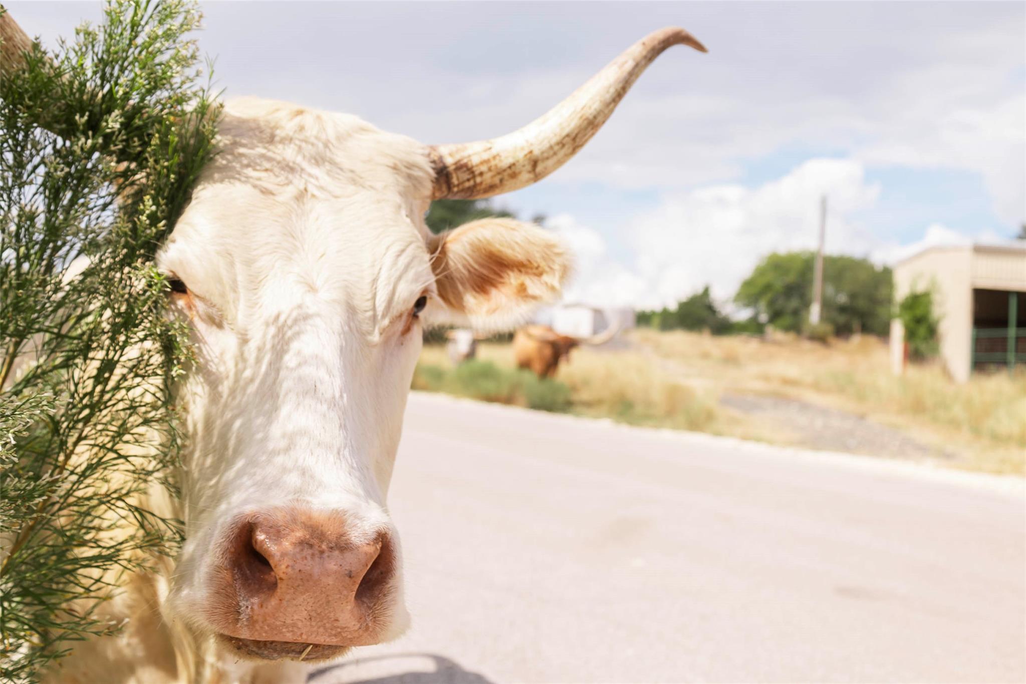 3958 Bandera Highway, Kerrville, TX 78028