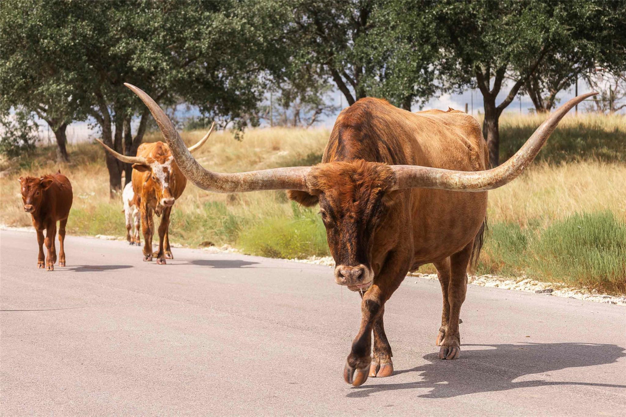 3958 Bandera Highway, Kerrville, TX 78028