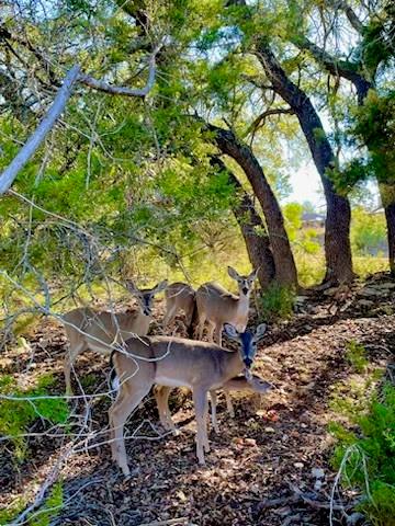 21422 Patton Ave, Lago Vista, TX 78645