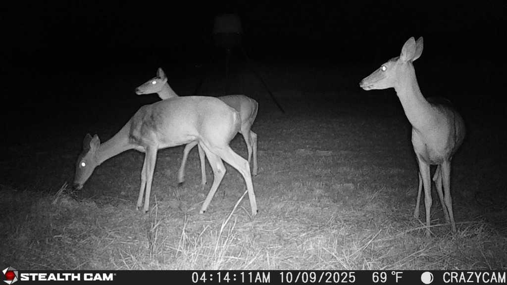 23651 Wolfridge Rd, Killeen, TX 76549