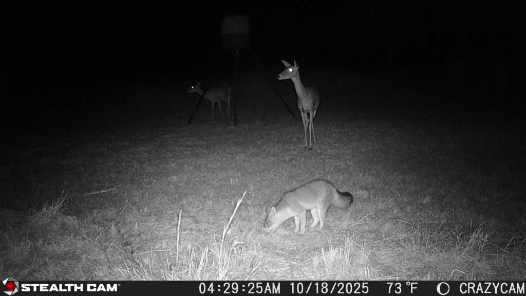 23651 Wolfridge Rd, Killeen, TX 76549