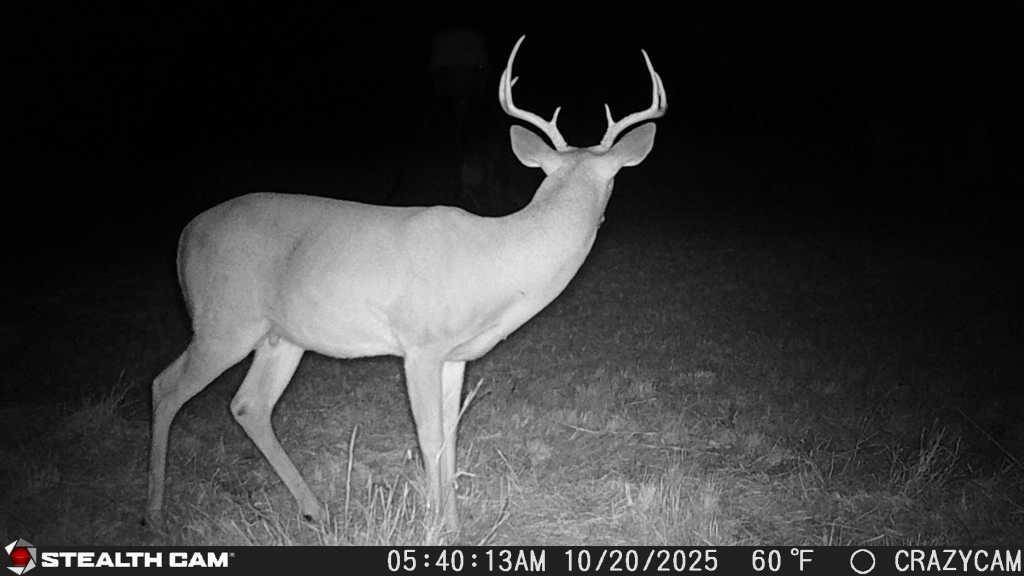 23651 Wolfridge Rd, Killeen, TX 76549