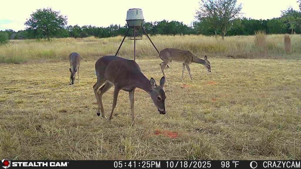 23651 Wolfridge Rd, Killeen, TX 76549