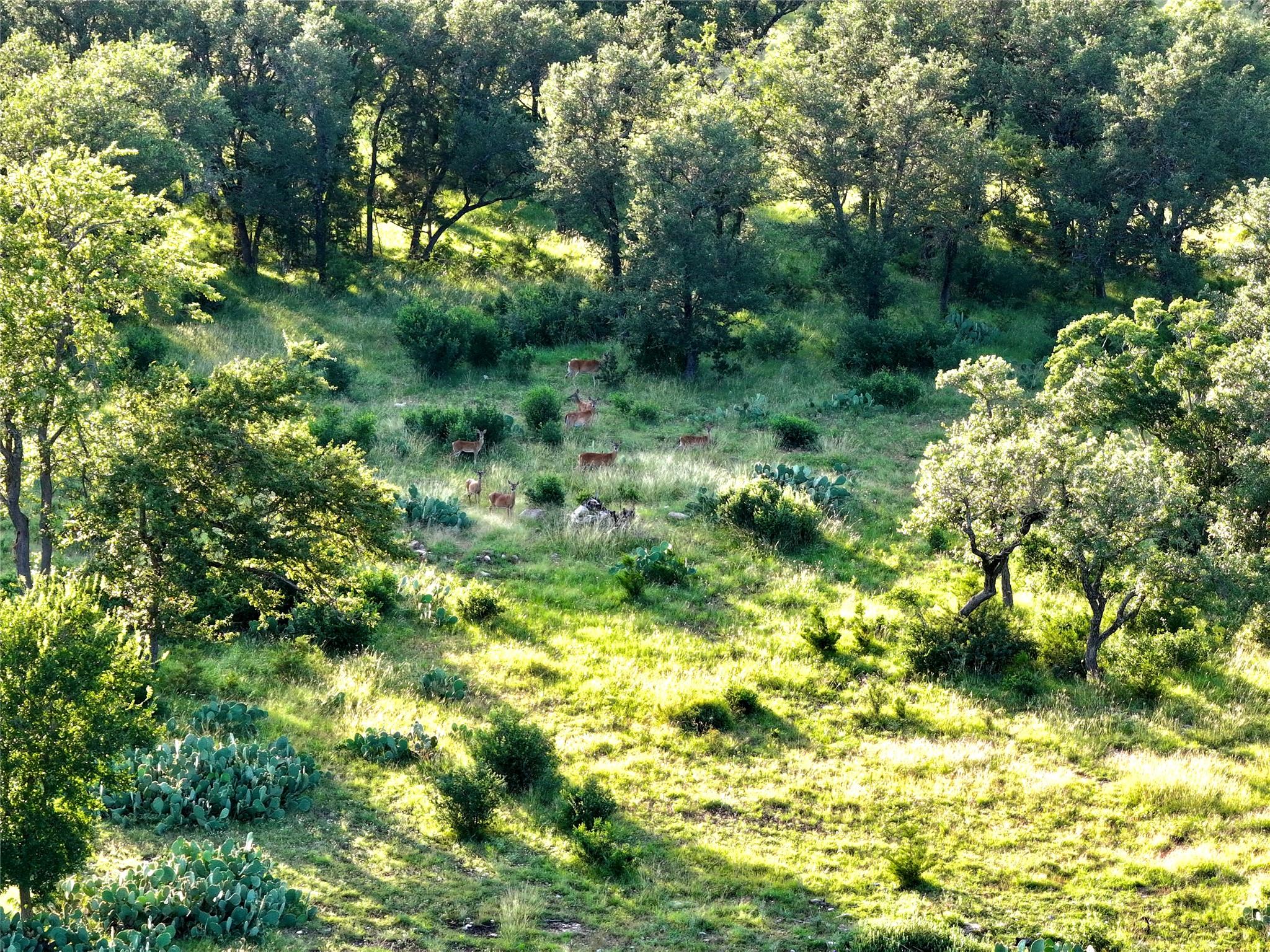 Lot 4 CR 220, Briggs, TX 78608