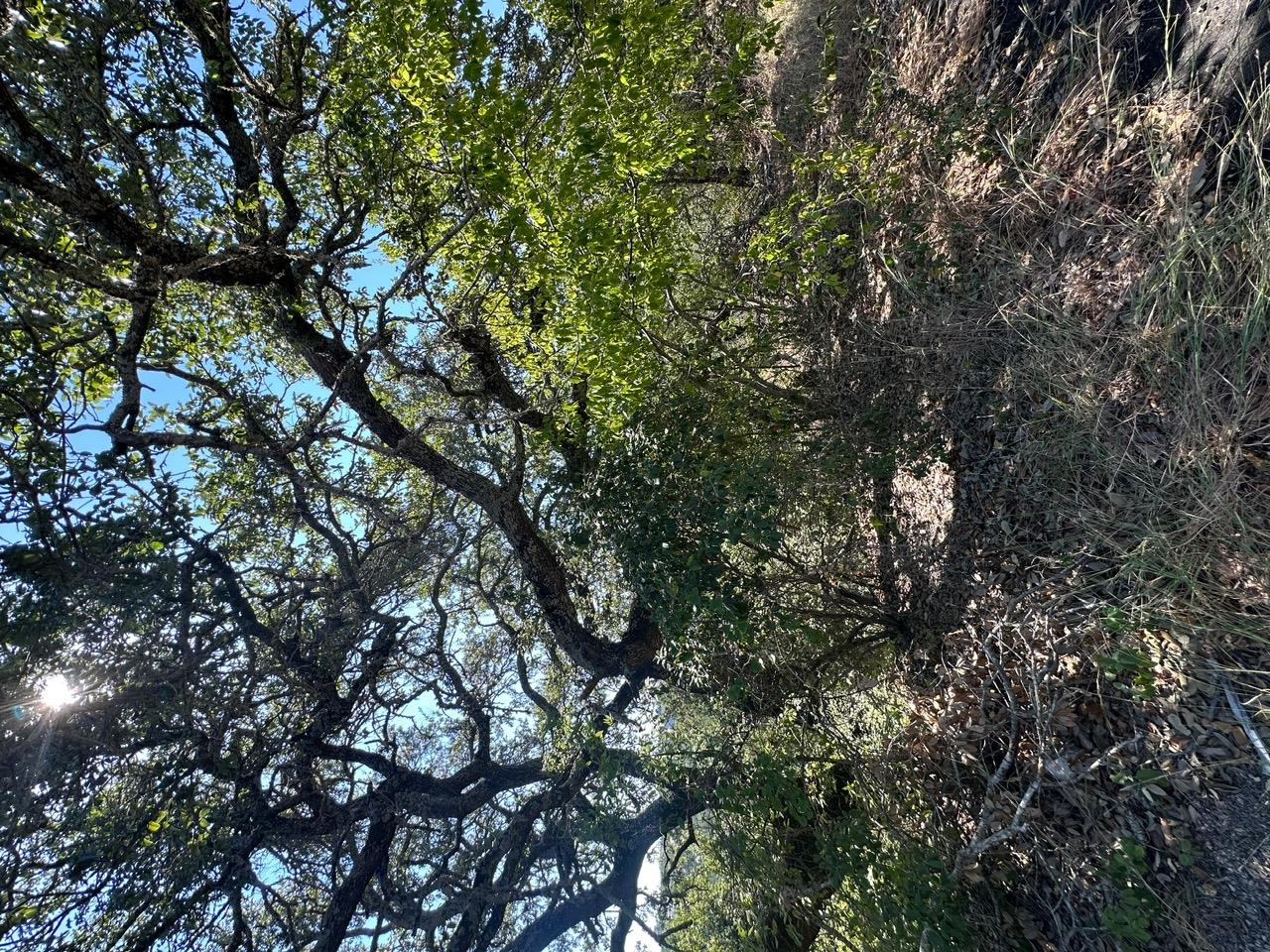 8503 Talon Cir, Lago Vista, TX 78645