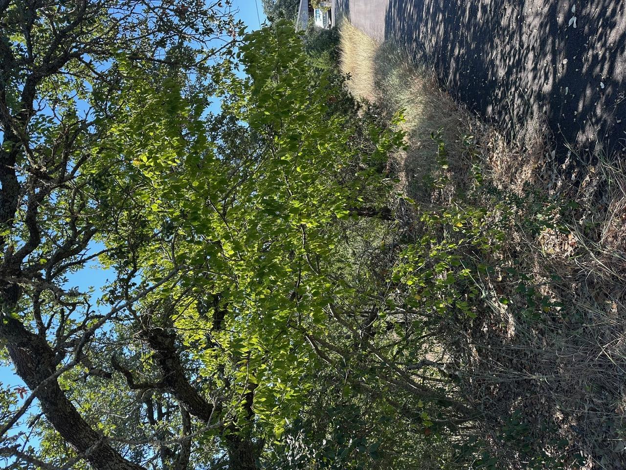 8503 Talon Cir, Lago Vista, TX 78645