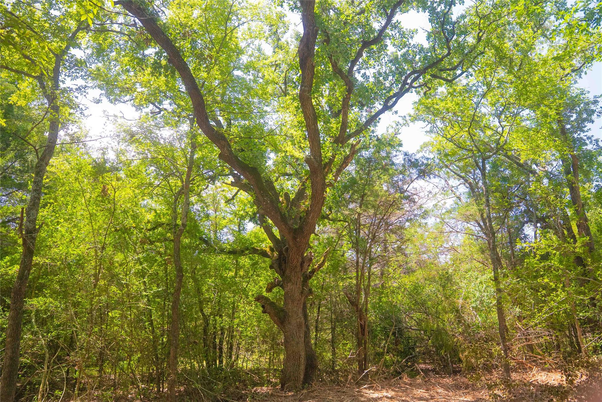 5131 N State Highway 6, Hearne, TX 77859