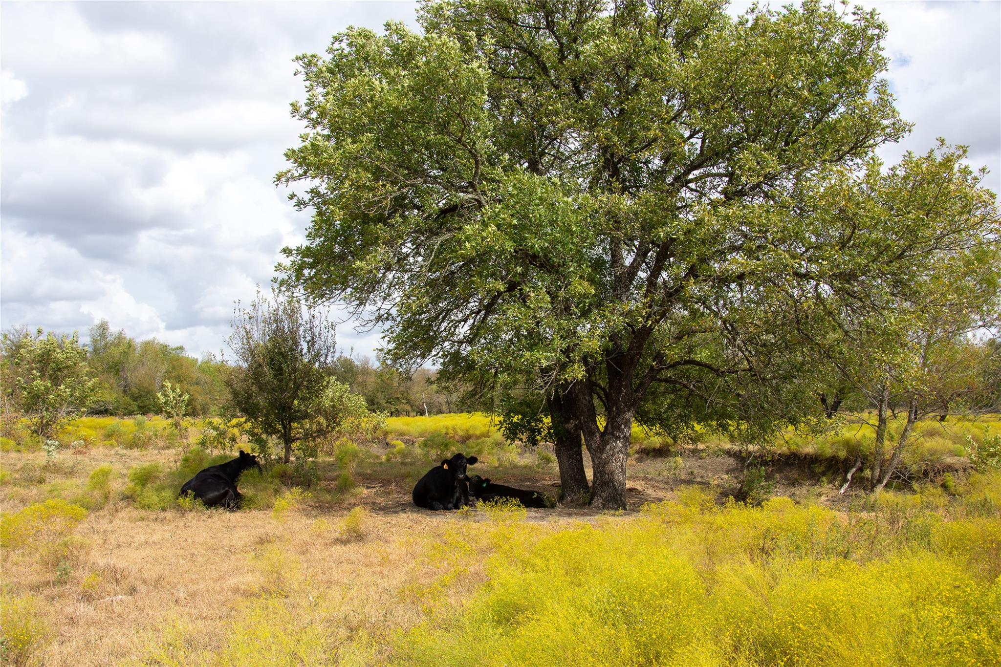 2689 County Road 419 Rd, Taylor, TX 76574