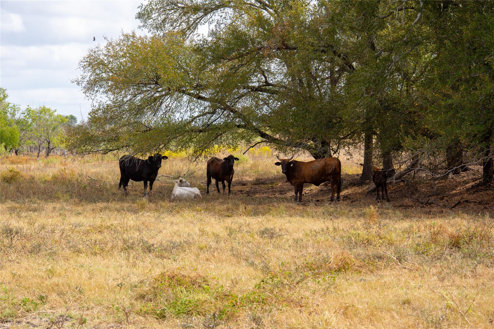 2689 County Road 419 Rd, Taylor, TX 76574