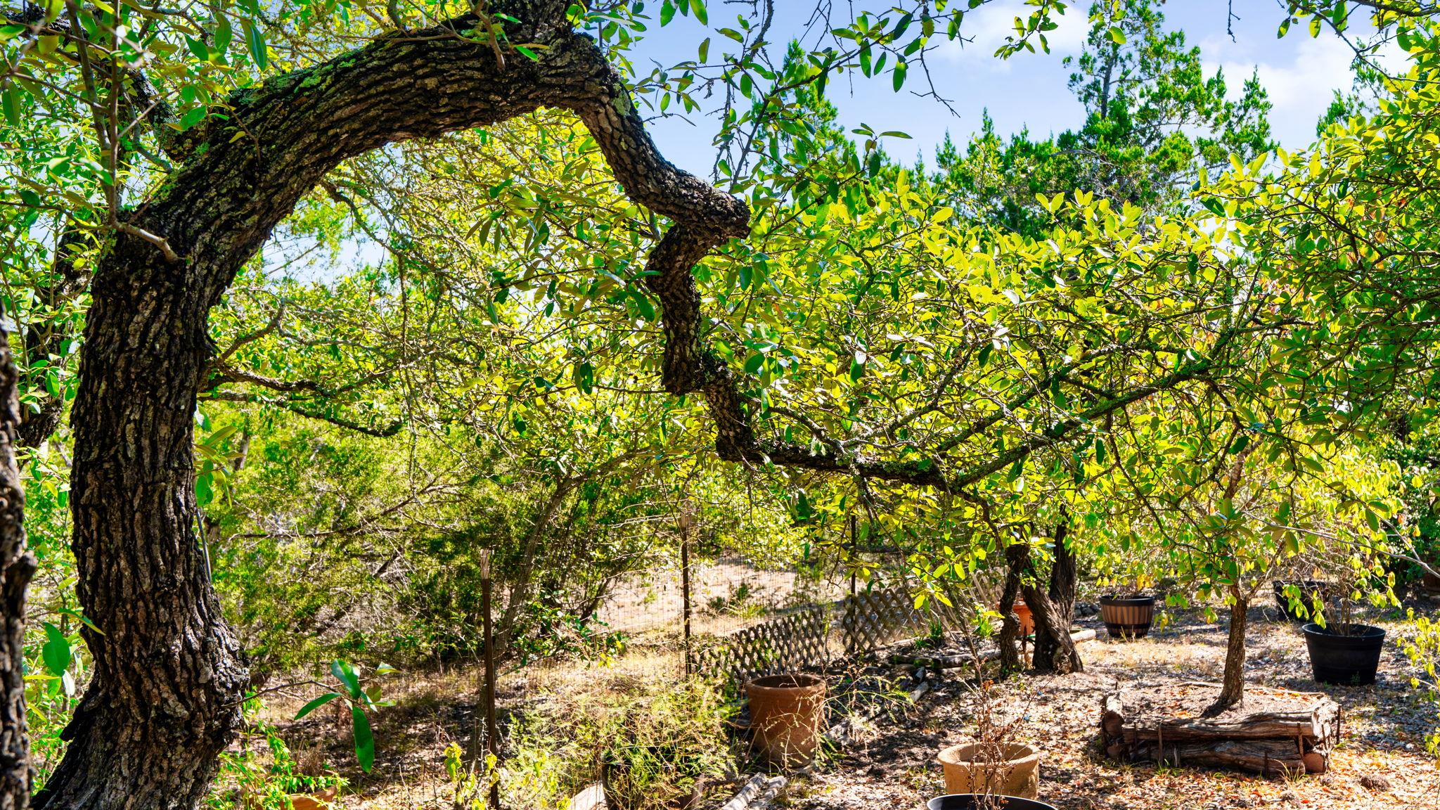 601 Hays Country Acres Rd, Dripping Springs, TX 78620