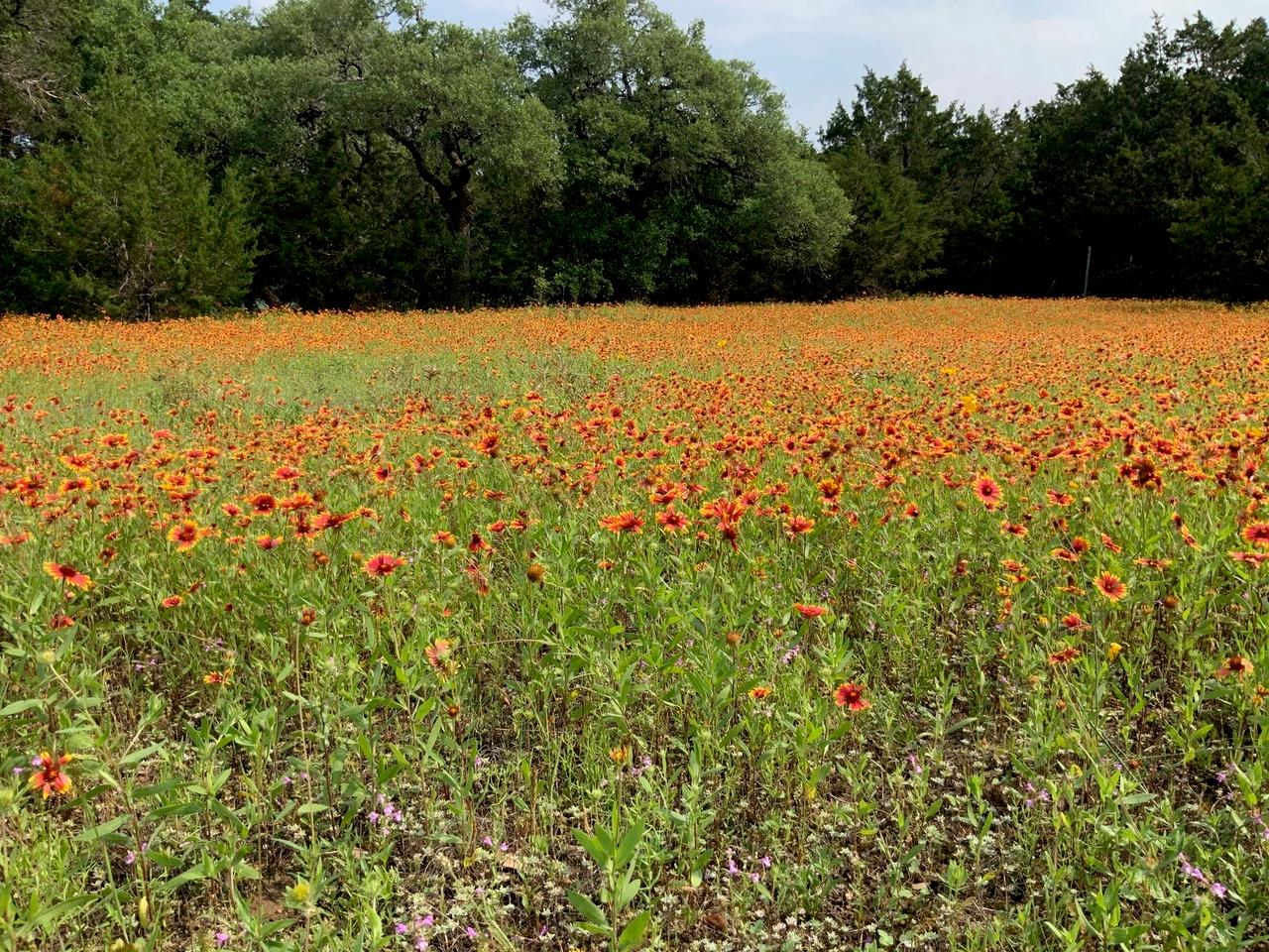 1010 Meadow Ridge Dr, Dripping Springs, TX 78620