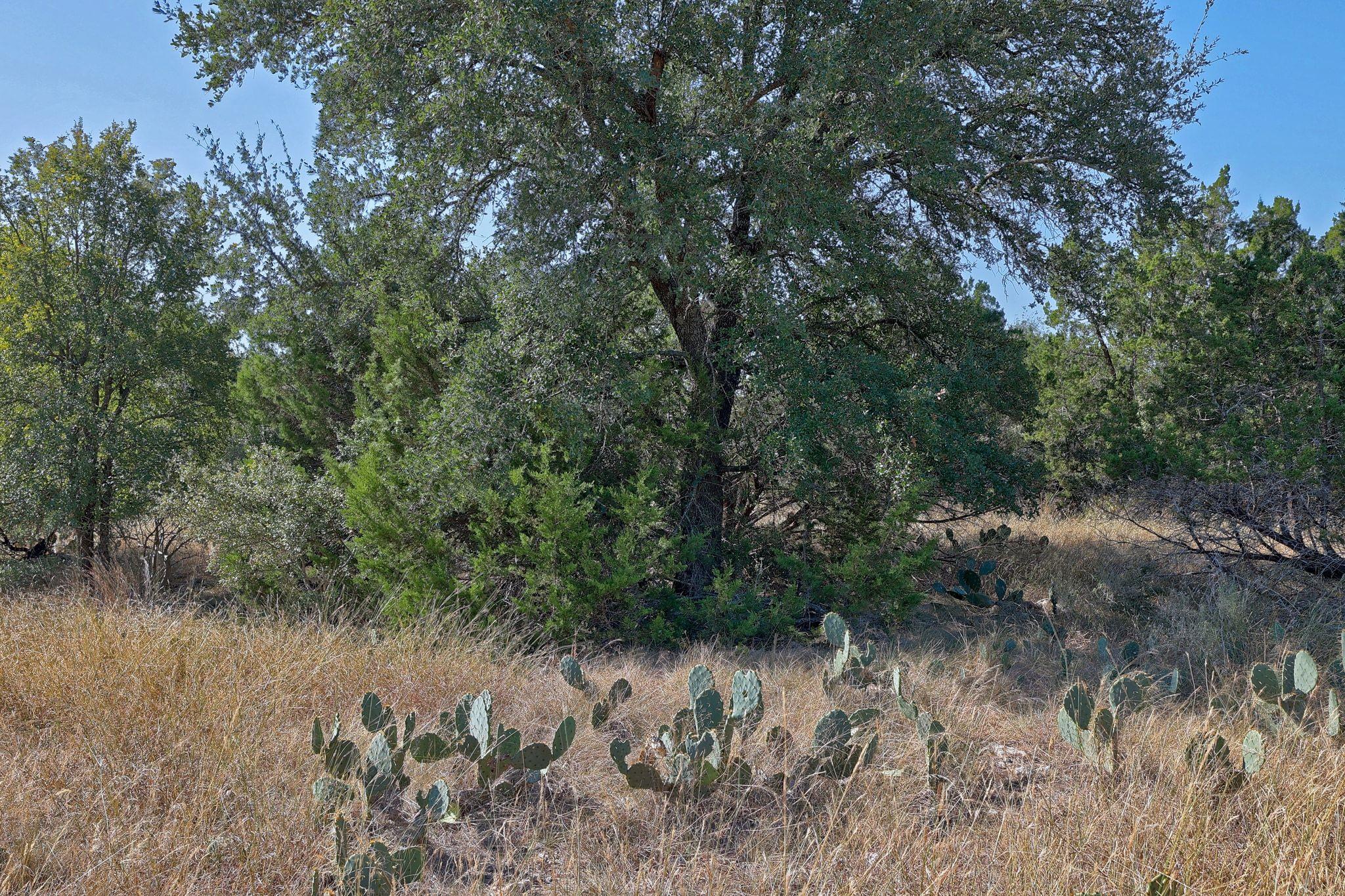 123 Appaloosa Cv, Jarrell, TX 76537