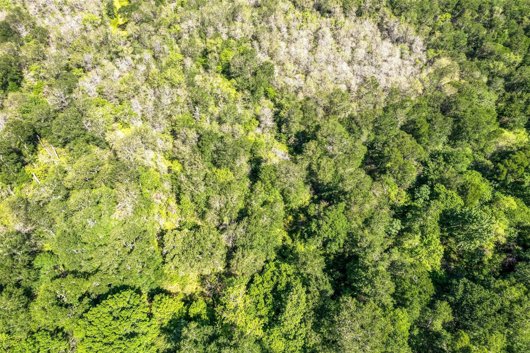 201 Fawn Ridge Rd, Cedar Creek, TX 78612