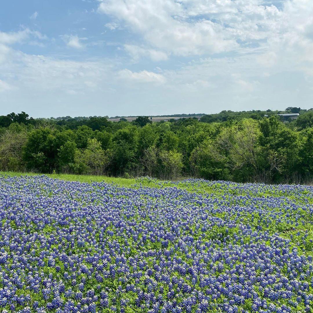 9801 Petrichor Blvd, Manor, TX 78653