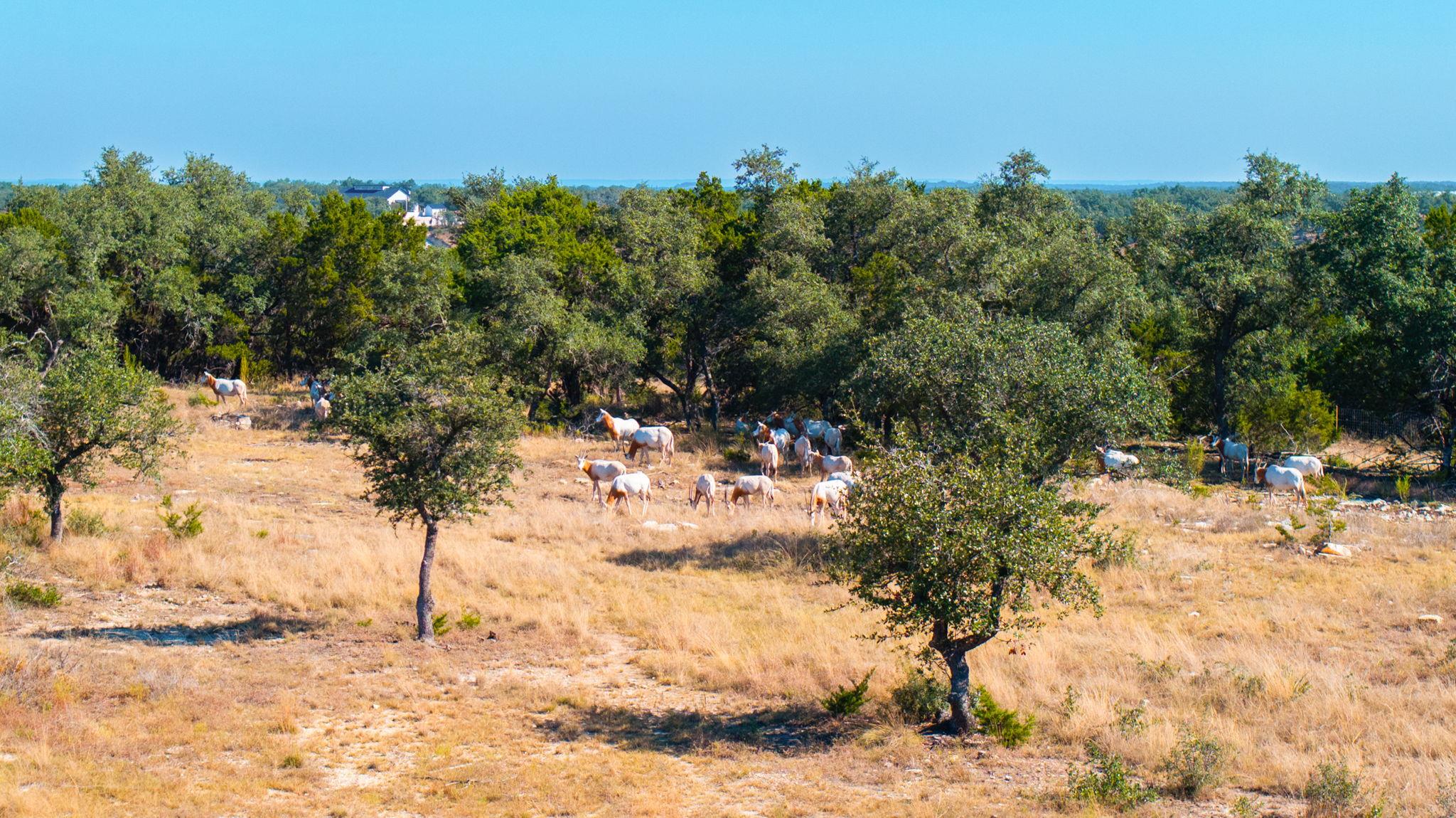 199 Flat Rock Way, Johnson City, TX 78636