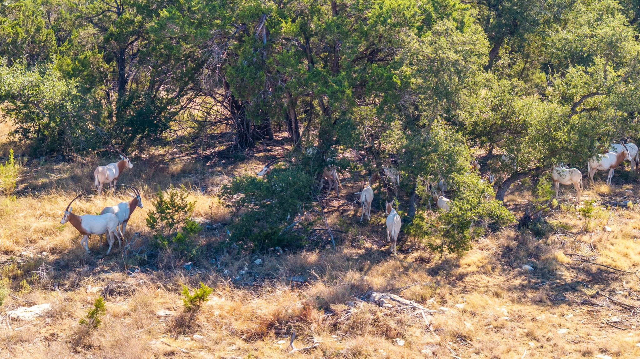 199 Flat Rock Way, Johnson City, TX 78636