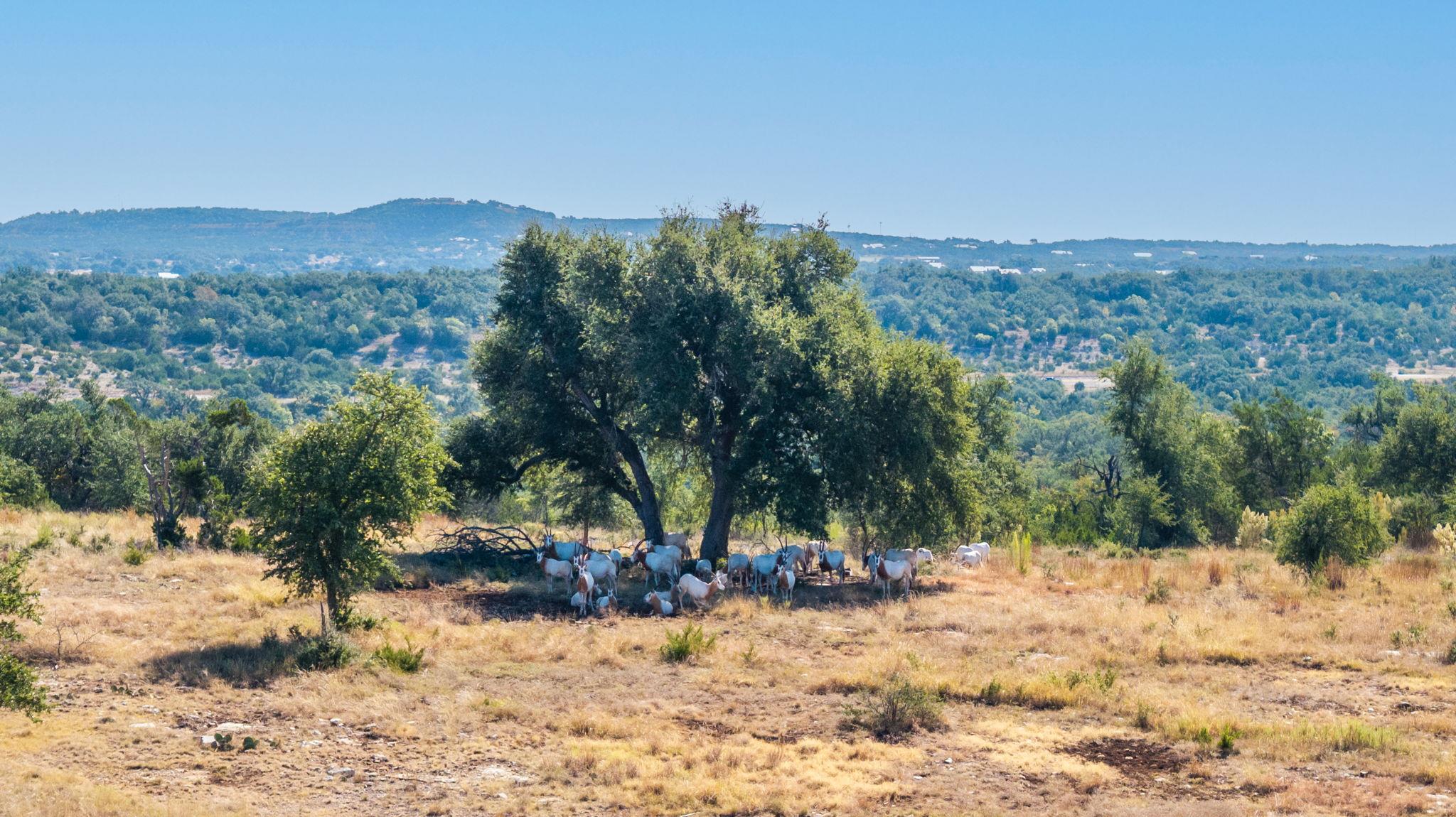 199 Flat Rock Way, Johnson City, TX 78636