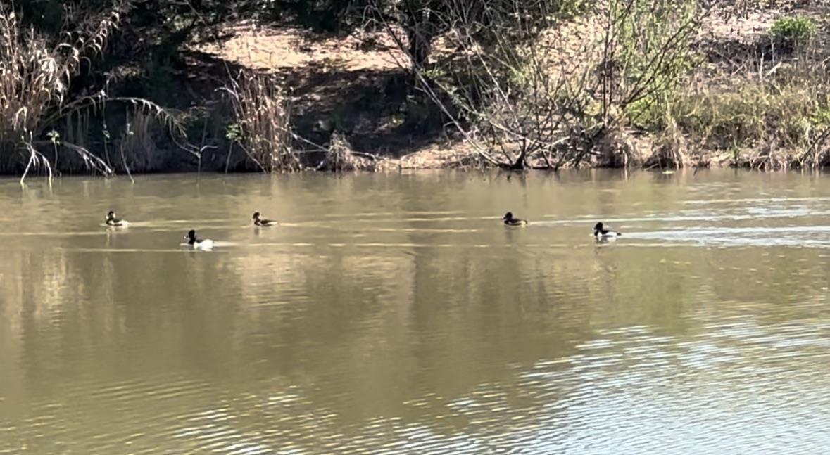 106 Wetjen Ln, West Point, TX 78963