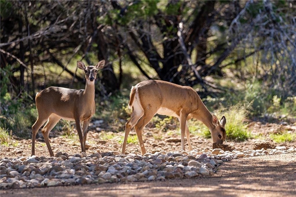 4404 Longfellow Cv, Lago Vista, TX 78645