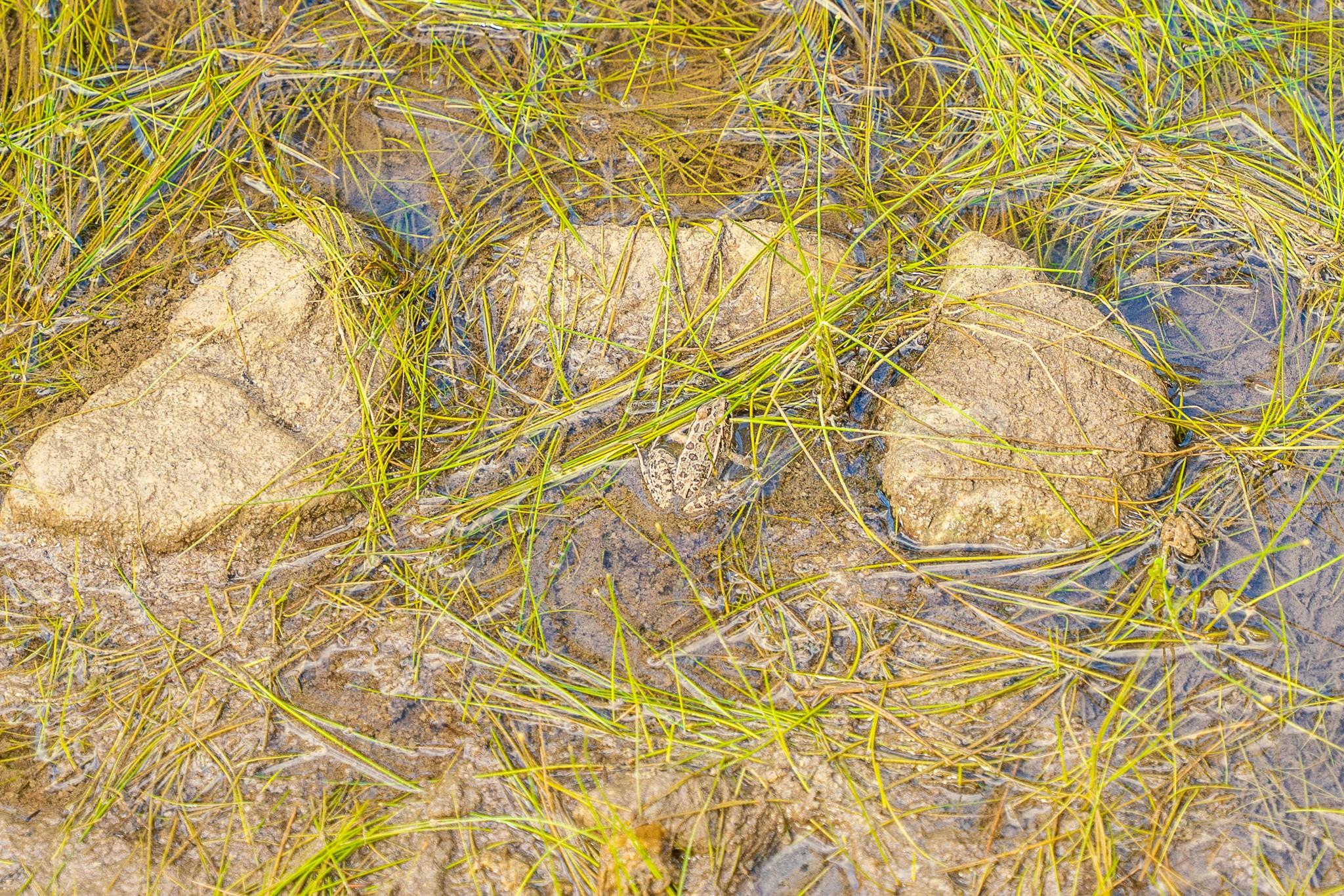 0 Stagecoach Ranch Loop, Dripping Springs, TX 78620