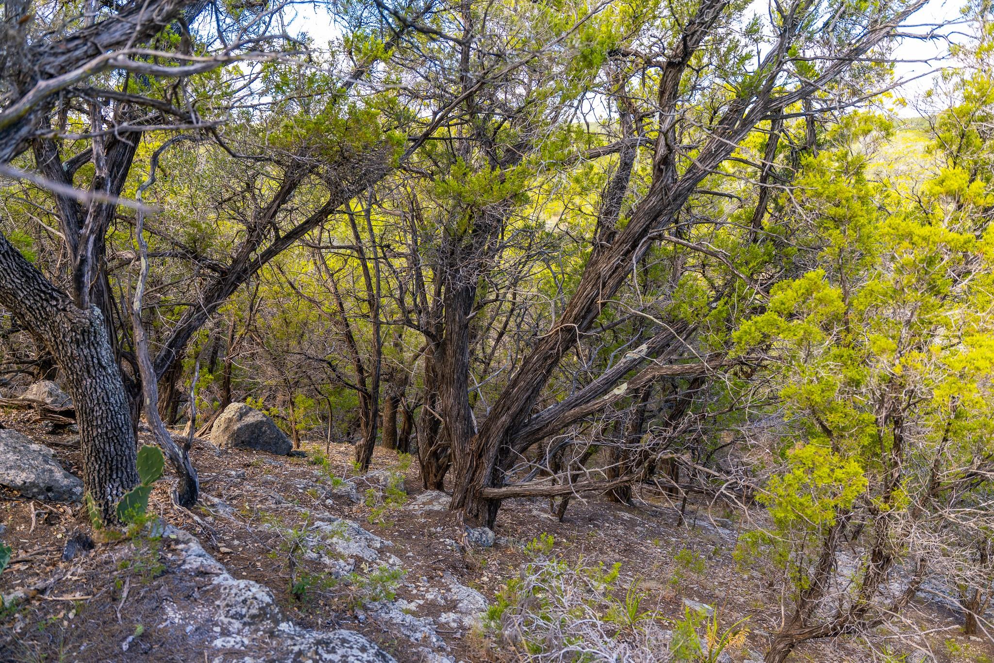 0 Stagecoach Ranch Loop, Dripping Springs, TX 78620