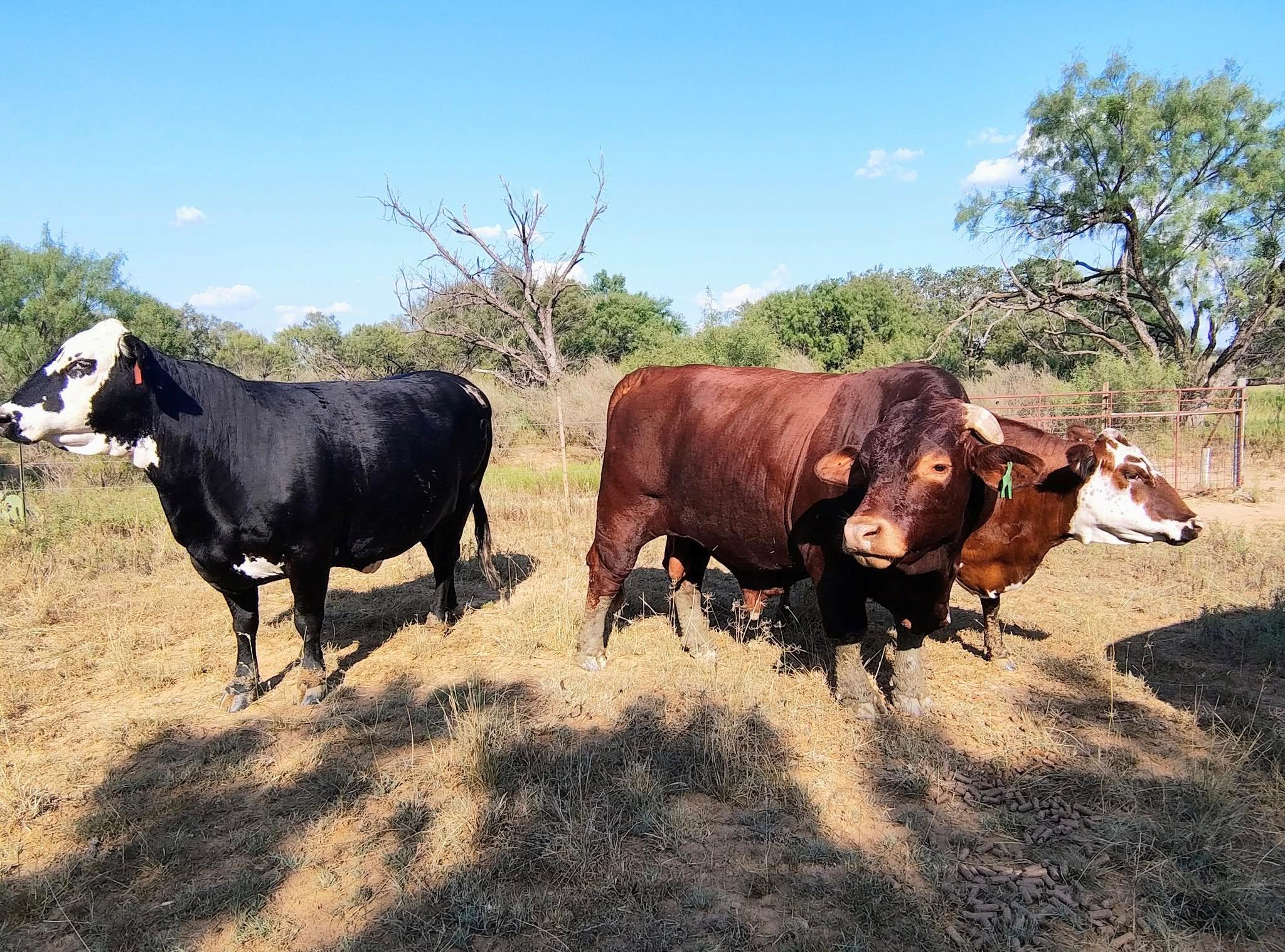 567 County Road 241, Rochelle, TX 76872