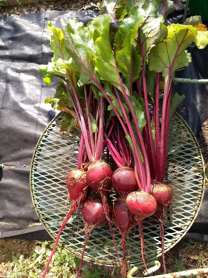 1440 Deerfield Rd, Dripping Springs, TX 78620