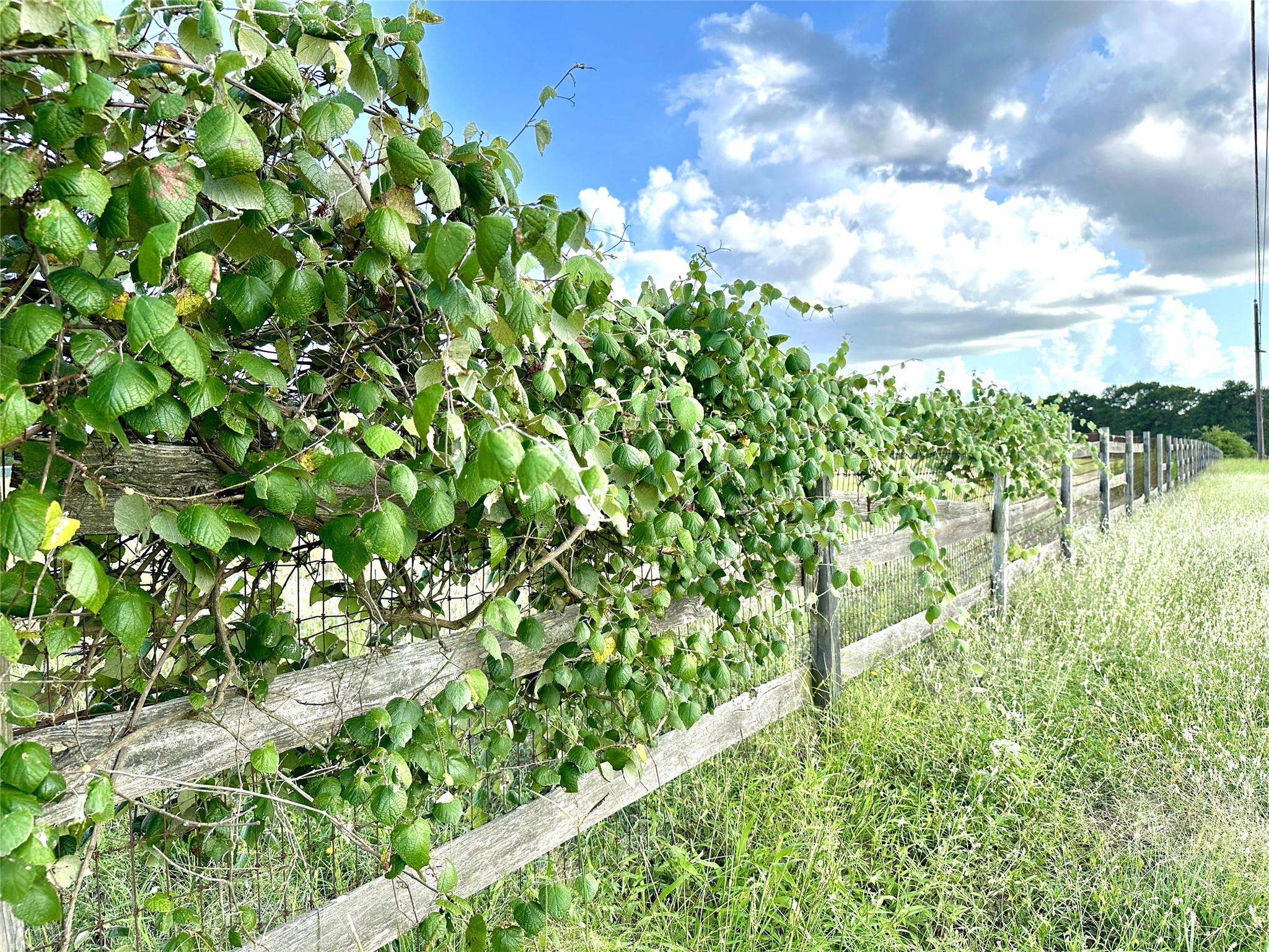 TBD Homestead Cir, Paige, TX 78659