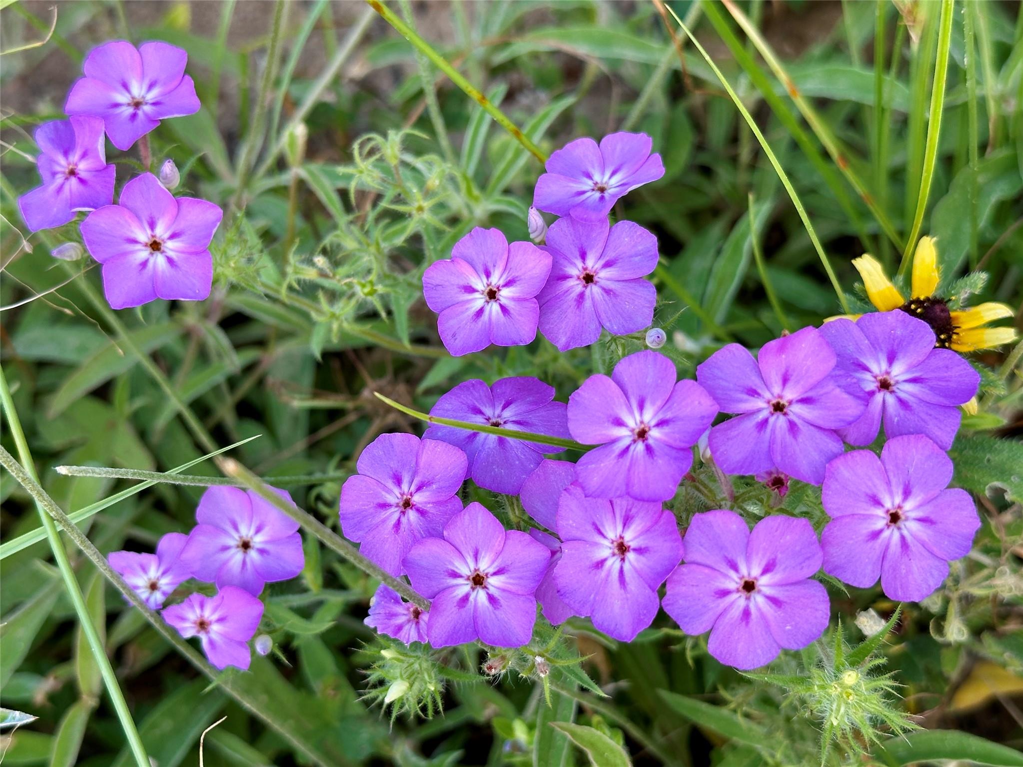 TBD Homestead Cir, Paige, TX 78659